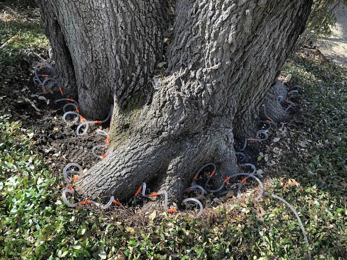 Detailed Shrub and Hedge Trimming job site in Colony